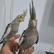 عروس هلندی مرغ عشق کبوتر طوطی قناری فنچ قفس