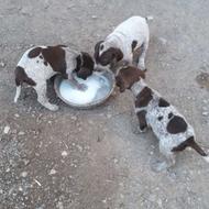 توله سگ پونتیر انگلیسی واگذاری