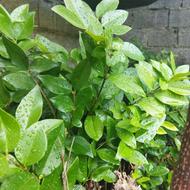 یاس هلندی نشایی شمشاد طلایی و سبز سطل چهار