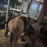 فروش گاو گوشتی