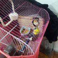 یک جفت عروس هلندی مست