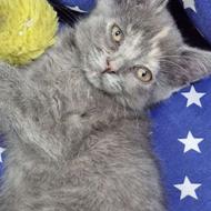 بچه گربه هیمالین