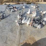 فروش کبوترپرشی قیمت توافقی