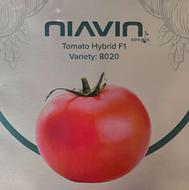 بذر گوجه فرنگی هیبرید رقم 8020،صادراتی و عملکرد 180تن