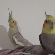 طوطی هلندی خوشگل