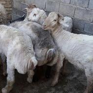 پنج عدد بره نره از45 کیلوتا 65 کیلو گوشتی