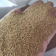 بذر یونجه سفید(رنجر آمریکایی)