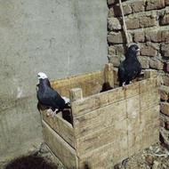 دوعدد کبوتر گجله سوری «فوری»