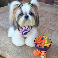 آموزش و تربیت سگ در منزل