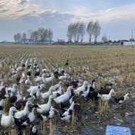 اردک مگ مگی