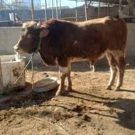 گاو نر محلی چااق(جوانه محلی)