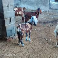 چوش قصابی یا داشتی