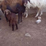 میش داشتی وقوچ دودندان