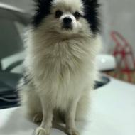 واگذاری سگ پامر عروسکی