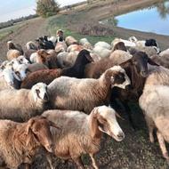 گوسفند 50 عدد برای فروش
