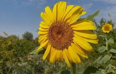 2200 متر باغ بادام کهک