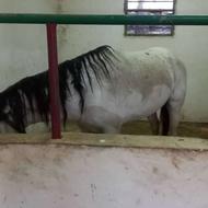 حیوانات طعبیت اسب اهلی