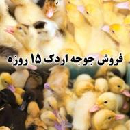 فروش اردک گوشتی با ضمانت