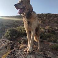 سگ پژدر از نسل قصاب واگذاری