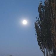 دنبال کار میکردم