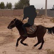 اسب نریان اخته