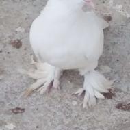 سفید کاکلی پرپا