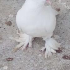 سفید کاکلی پرپا