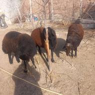 فروش 3عدد بره نر(تانک)