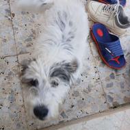 سگ شیتزو حرف گوش کن