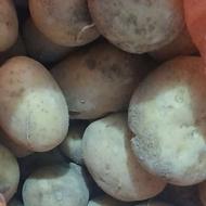 سیب زمینی بذری کلمبا