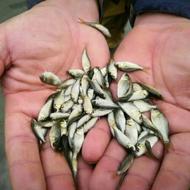 بچه ماهیان گرمابی