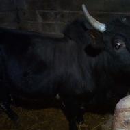 ورزا کوله یاگاونر