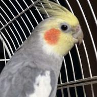 عروس هلندی گم شده به یابنده مژدگانی ارزشمندی داده میشه