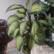 گل طبیعی است