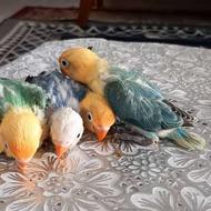 فروش 4عدد فیشر نرمه خور به صورت یک جا