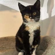 واگذاری گربه ماده دو ماهه اجتماعی مهربون بغلی