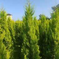 کاج طلایی لاوسون تاکسوز فینیکس