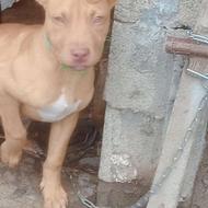 واگذاری سگ پیتبول نر اگعی خانده شود.