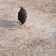 اردک اسراییلی ودوعدد مرغ رسمی جوجه جاپنیز سلطان ومرندی