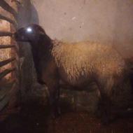 قوچ مهربان افشار