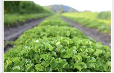 157متر زمین در بهترین جای شمال