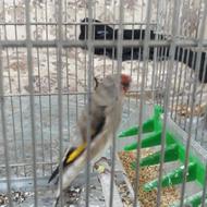 سهره در حیوانات ولوازم