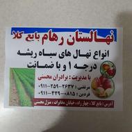 نهال هلو سیاه ریشه درجه یک باتظمین