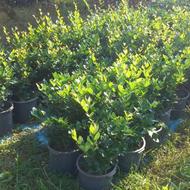 گل یاس هلندی سطل 12