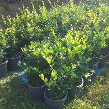 گل یاس هلندی سطل 12