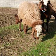 گوسفند نر تخمی