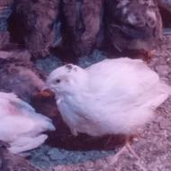 بلدرچین 40 روزه ارگانیک