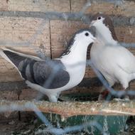 کفتر خال سرخ وساده راست جفت نرو ماده