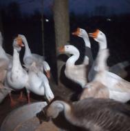 قوغازچینی واوکراینی