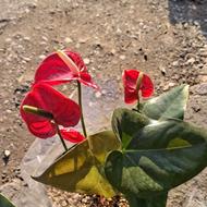 گلهای آپارتمانی و باغچه ای